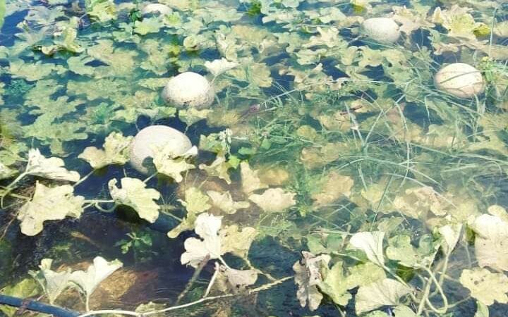 AGRICULTORES ASEGURARON QUE PERDIERON TODOS SUS SEMBRADÍOS