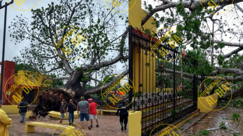 UNA CEIBA DE MÁS DE 200 AÑOS CAYÓ EN EL PARQUE DE SAN JUAN, EN IZAMAL