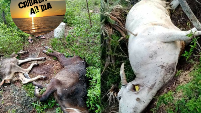 CRISTÓBAL DEJO RESES MUERTAS AFECTANDO AL SECTOR GANADERO