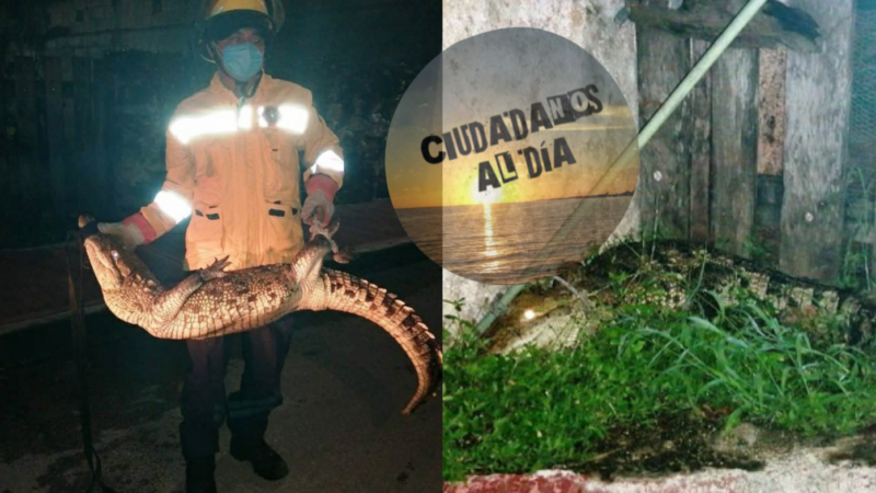 JUANCHO SALE A ROLAR EN CALLES DE TIZIMÍN, ES REGRESADO AL ZOOLÓGICO