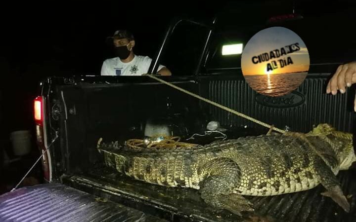 CAPTURAN A ENORME LAGARTO EN PARCELAS DE TEKAX