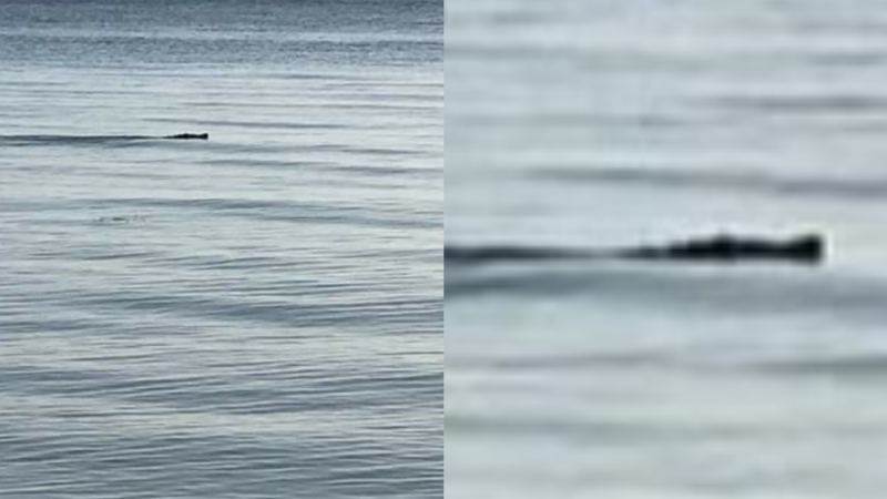 ENORMES LAGARTOS NADAN EN PLAYAS DE SAN CRISANTO
