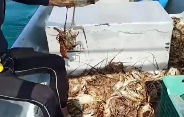HAY INCERTIDUMBRE EN PRECIOS Y EXPORTACIÓN DE LANGOSTA EN YUCATÁN