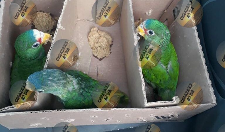 PRESUNTOS TRAFICANTES DE AVES “PERICOS” EN TIZIMÍN SERÁN PROCESADOS