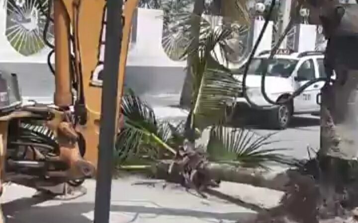 ALCALDE MANDO A ARRANCAR PALMERAS DE COCO EN ESPACIOS PÚBLICOS DE PROGRESO