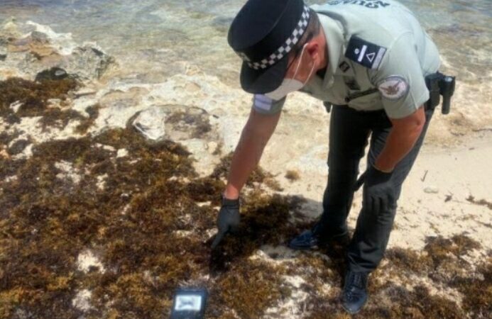 LA GUARDIA NACIONAL ENCONTRÓ COCAÍNA ENTRE EL SARGAZO RECALADO EN LA RIVIERA MAYA