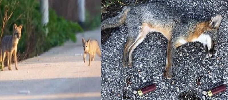 La cacería implacable en los pueblos del estado de Yucatán