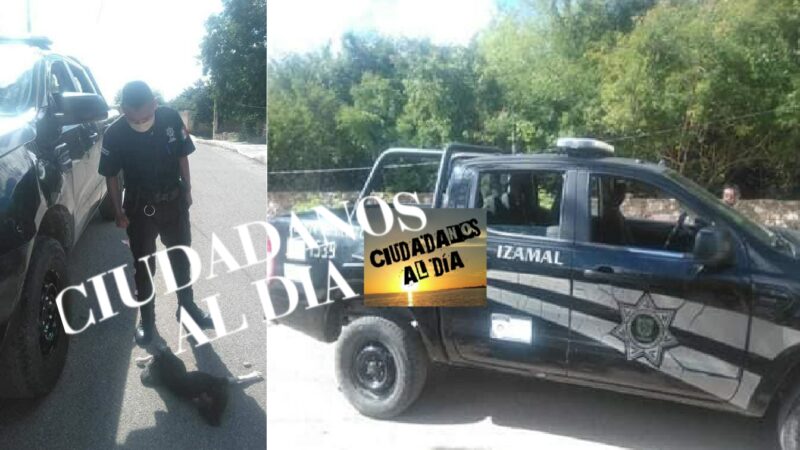 Malvado policía de Izamal después que atropello a una perrita y la mato, dio reversa para rematarla