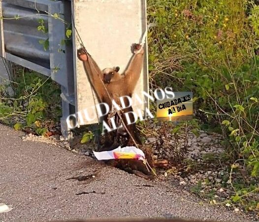 Atan de patas y destripan vivo a un oso hormiguero en Chicxulub