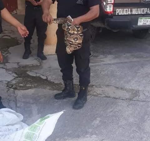 Policía de Espita capturó una víbora Oxcan dentro de un predio