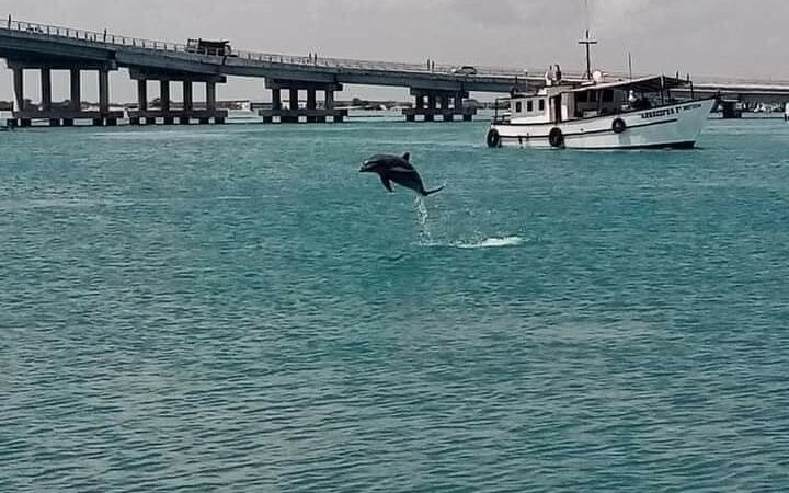 Ante la inactividad humana un grupo de delfines se acercó a las playas de Chelem
