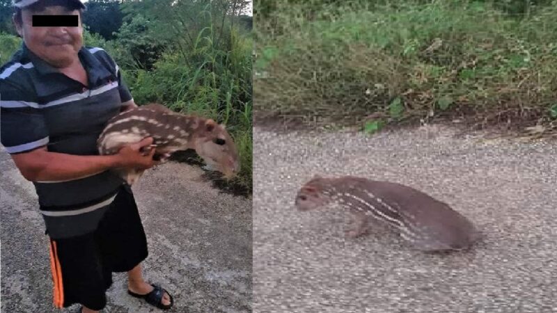 Horticultores de Plan Chaac atraparon un Jaleb, dijeron que se lo comerán en Pib