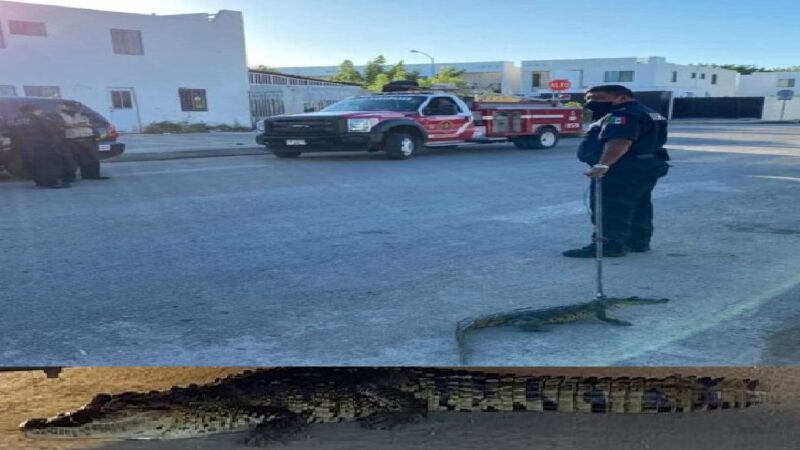 Sale para su trabajo y se encuentra un enorme lagarto debajo de su auto en Las Américas