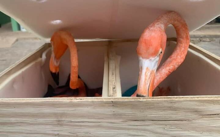 Aseguran seis flamencos en el aeropuerto de Mérida