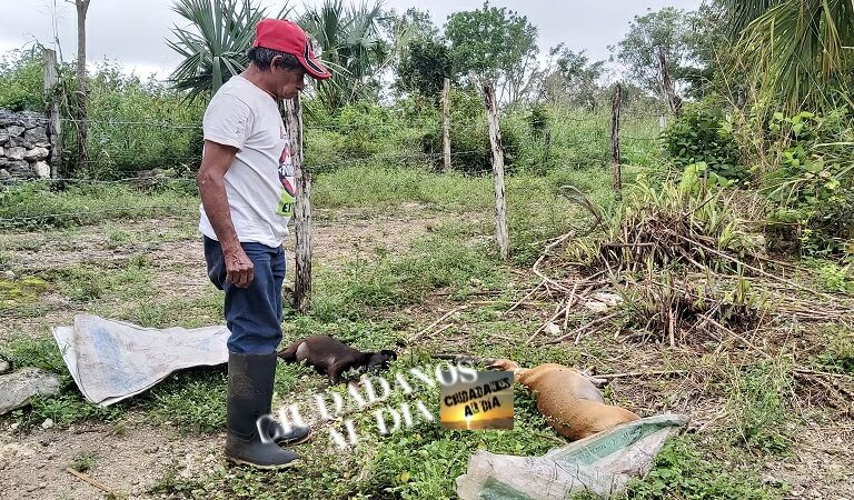 Matan a los perros de un Abuelito, el dueño de un rancho les dio comida envenenada
