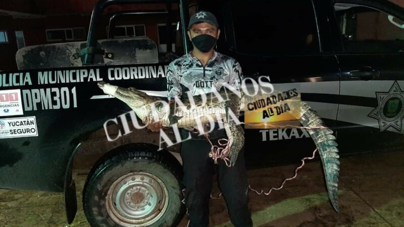 Atrapan a enorme lagarto sobre carretera a Ticum