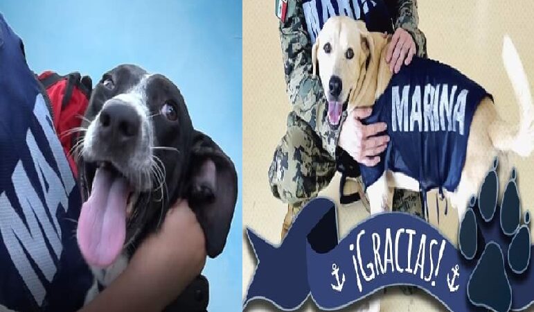 Hoy la SEMAR dará a conocer los nombres de los dos canes rescatados en las inundaciones de Tabasco