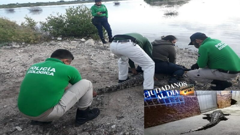 Hambriento lagarto intentó comerse a dos perros que estaban dentro de una casa Progreso