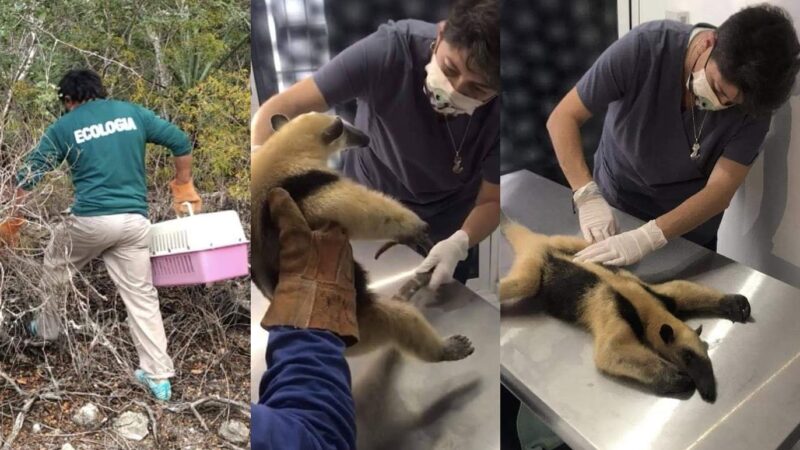 Subdirección de Ecología rescató y liberó un oso hormiguero en Progreso
