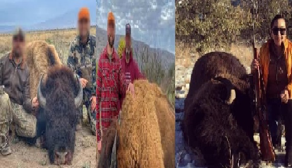 Rancho de Coahuila promueve la caza furtiva de bisontes