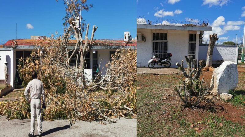Empleados de PEMEX cortaron varios almendros, progreseños denunciaron un escocido.