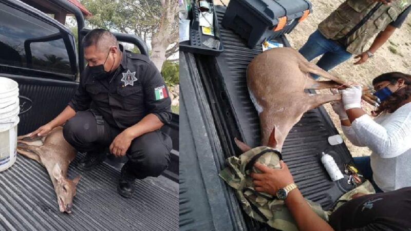 Agentes de la SSP rescataron un venado herido en Vista Alegre, Valladolid