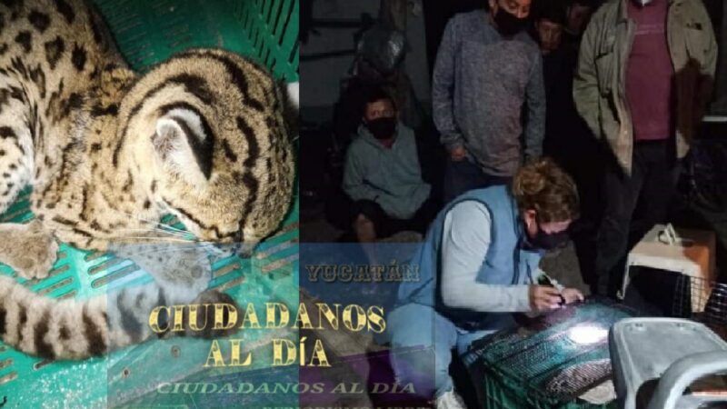 Rescatan un tigrillo moribundo en Chichimilá