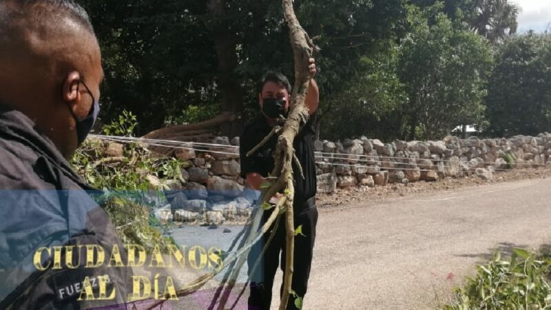Cae un árbol de ramón y deja sin energía eléctrica a un sector de la población de Motul
