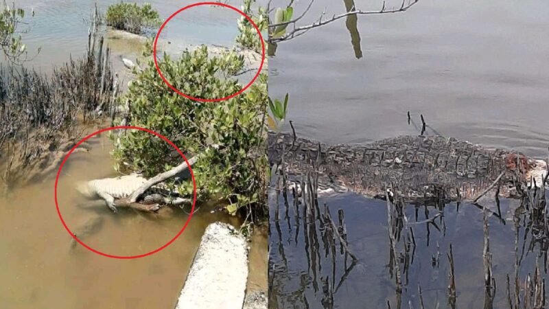 Sigue la caza y pesca furtiva en Dzidzantún, matan a balazos a tres cocodrilos