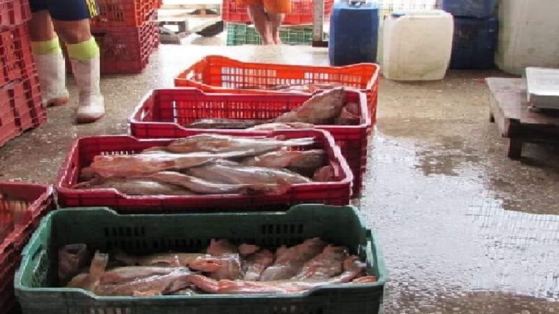 Menos de la mitad de barcos de altura saldrá al mar por baja captura de mero
