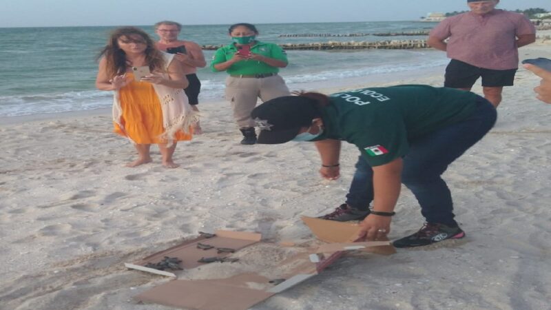 Policía ecológica de Progreso rescató y liberó 11 tortugas marinas.