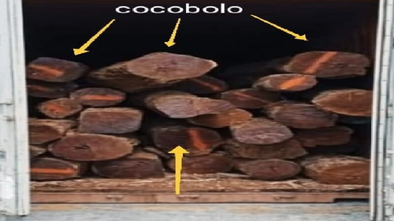 Sigue el tráfico de maderas preciosas en las aduanas de Yucatán