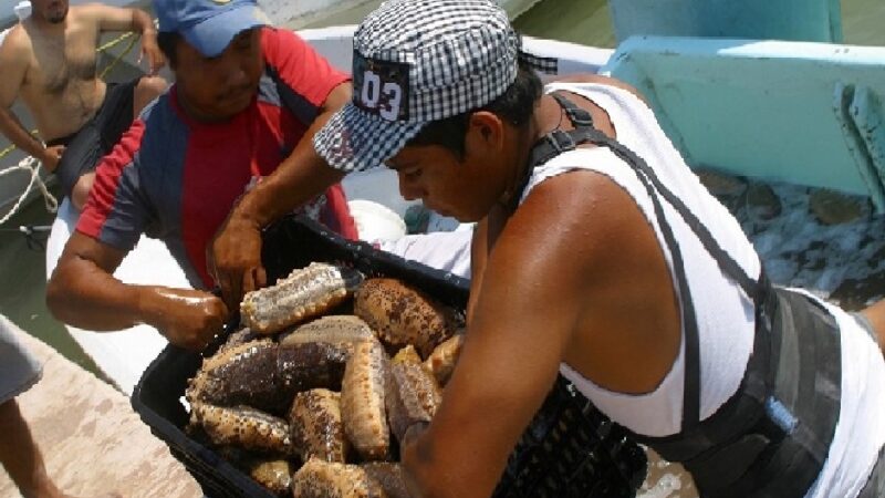 La captura de pepino de mar no beneficiara al sector pesquero en Yucatán