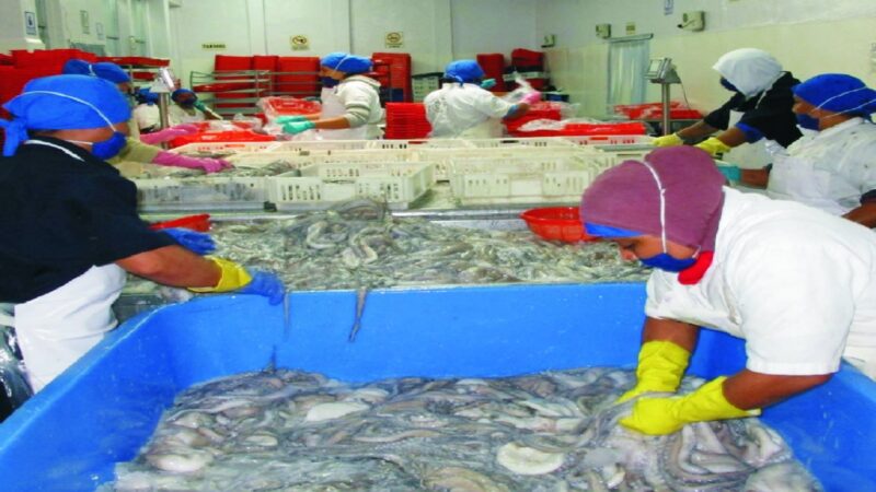 En riesgo la exportación y precio del pulpo en Yucatán, advierten empresario