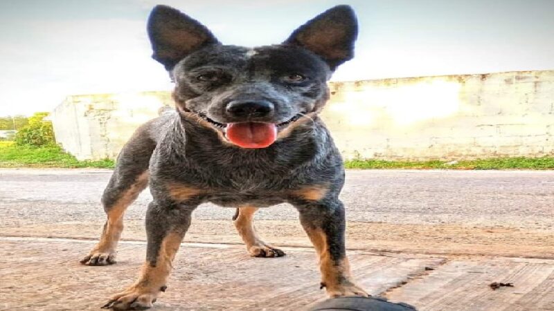 Cacos roban al Levi en Buctzotz, un perro Pastor Alemán Australiano,