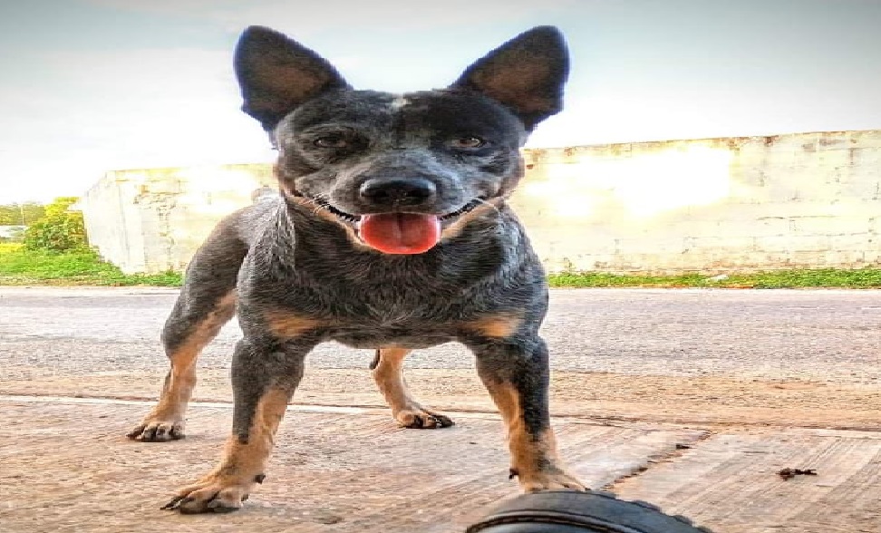 Cacos roban al Levi en Buctzotz, un perro Pastor Alemán Australiano,