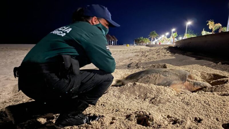 Tortuga vista como cada año playas de Progreso para desovar