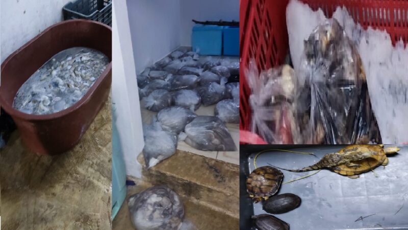 La FGR decomisa más de 7.5 toneladas de producto en veda en Dzilam de Bravo