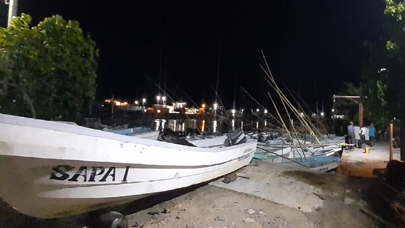 Pescadores ribereños ven un buen augurio en capturas de pulpo en costas yucatecas.