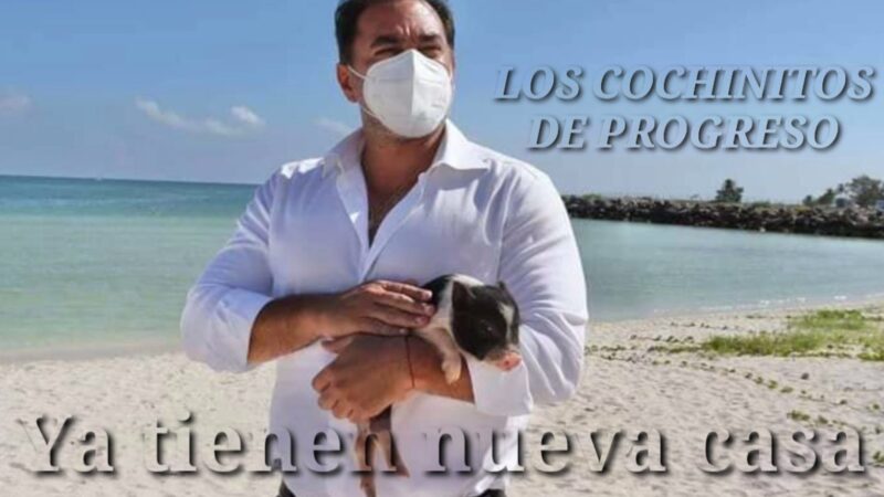 Los cochinitos de Progreso ya tienen casa nueva la “Pig Beach”