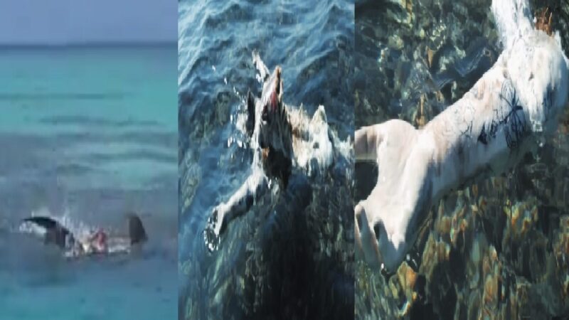 Tiburones se comen un cuerpo en descomposición ante la vista de rescatista de la SSP