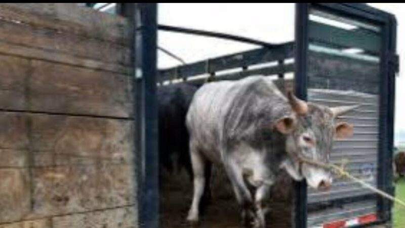 Imputan al cuatrero de Oxkutzcab, se robó una res en la comisaría Emiliano Zapata