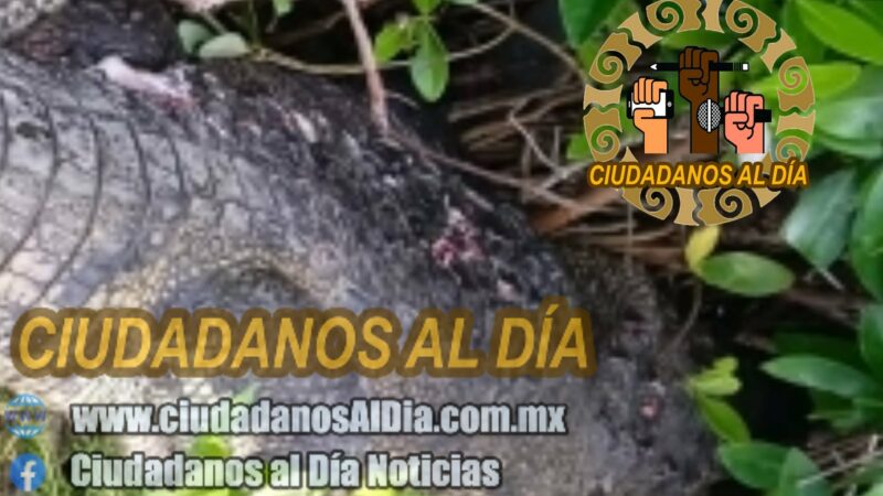 Matan a escopetazos un enorme lagarto en Santa Clara comisaria de Dzidzantún.