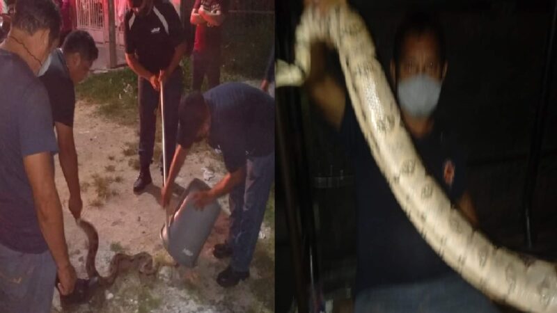 Oxcan de más de dos metros de largo asusta a motuleños, fue capturada y liberada