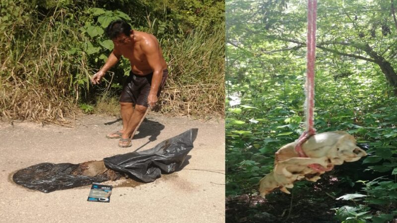 Tiran en horas de la madrugada animal podridos en la colonia Londres en Motul