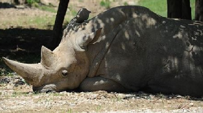 “Toby” el rinoceronte blanco más viejo del mundo murió en un zoológico de Italia