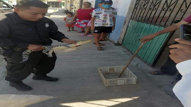 Tizimileño encuentra un lagarto en el porche de su casa en las ocho calles