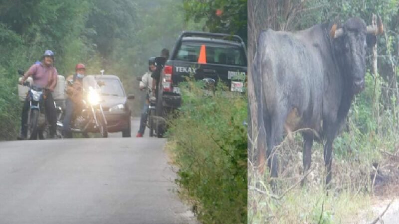 Un toro de lidia se escapó de un rancho y aterrorizo a conductores en Tekax