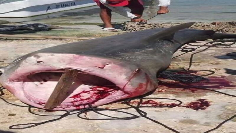 Un enorme tiburón fue capturado entre la zona costera San Felipe- Rio Lagartos