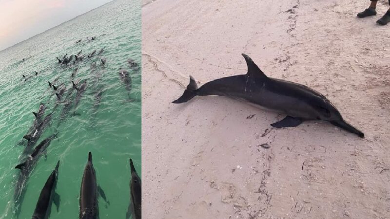 Decenas de delfines se vararon esta madrugada en isla Holbox, uno murió